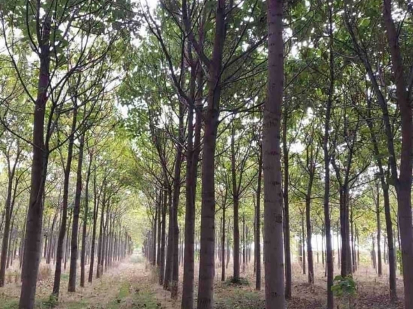 Земеделски имот в с. Чинтулово, Област Сливен -  кв.м за 642 €/дка - Снимка #1