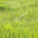 Земеделски имот в с. Крумово, Област Пловдив -  кв.м за 2678 €/дка - Снимка #1