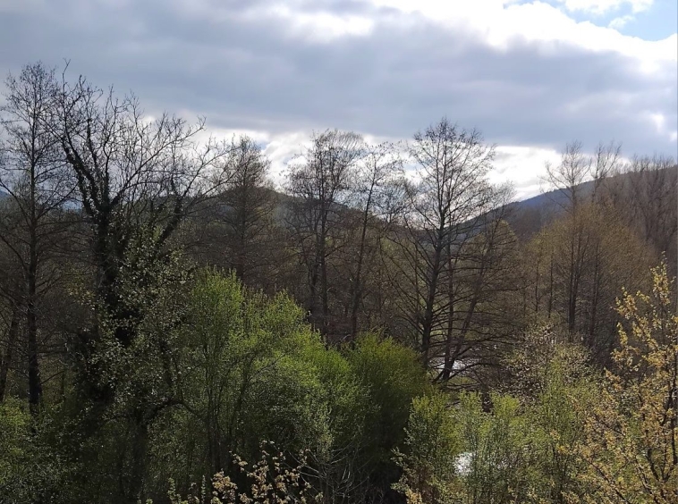 Земеделски имот в с. Мазарачево, Област Кюстендил -  кв.м за 1148 €/дка - Снимка #1