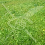 Парцел в с. Извор, Област Пловдив - 1084 кв.м за 22 €/кв.м - Снимка #1