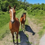 Парцел в с. Гоз, Област Перник - 648 кв.м за 10 €/кв.м - Снимка #1