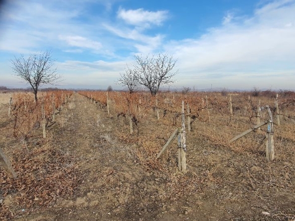 Земеделски имот в с. Устина, Област Пловдив -  кв.м за 2550 €/дка - Снимка #1