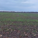 Земеделски имот в Добрич, Център -  кв.м за 2250 €/дка - Снимка #1