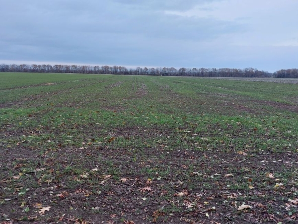 Земеделски имот в Добрич, Център -  кв.м за 2250 €/дка - Снимка #1