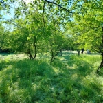 Къща в с. Орешене, Област Ловеч - 27 кв.м за 482 €/кв.м - Снимка #1