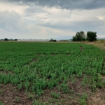 Земеделски имот в с. Петърч, Област София-област -  кв.м за 4091 €/дка - Снимка #1