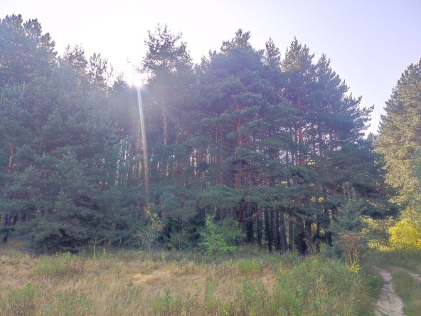 Парцел в с. Злокучене, Област София-област - 15000 кв.м за 9 €/кв.м - Снимка #1