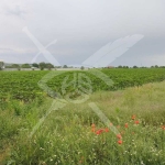 Земеделски имот в с. Марково, Област Пловдив -  кв.м за 56286 €/дка - Снимка #1