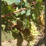 Парцел в Генерал Тошево - 900 кв.м за 5 €/кв.м - Снимка #1