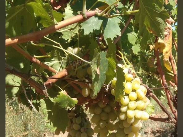 Парцел в Генерал Тошево - 900 кв.м за 5 €/кв.м - Снимка #1