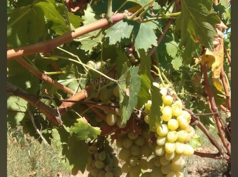 Парцел в Генерал Тошево - 900 кв.м за 5 €/кв.м - Снимка #1