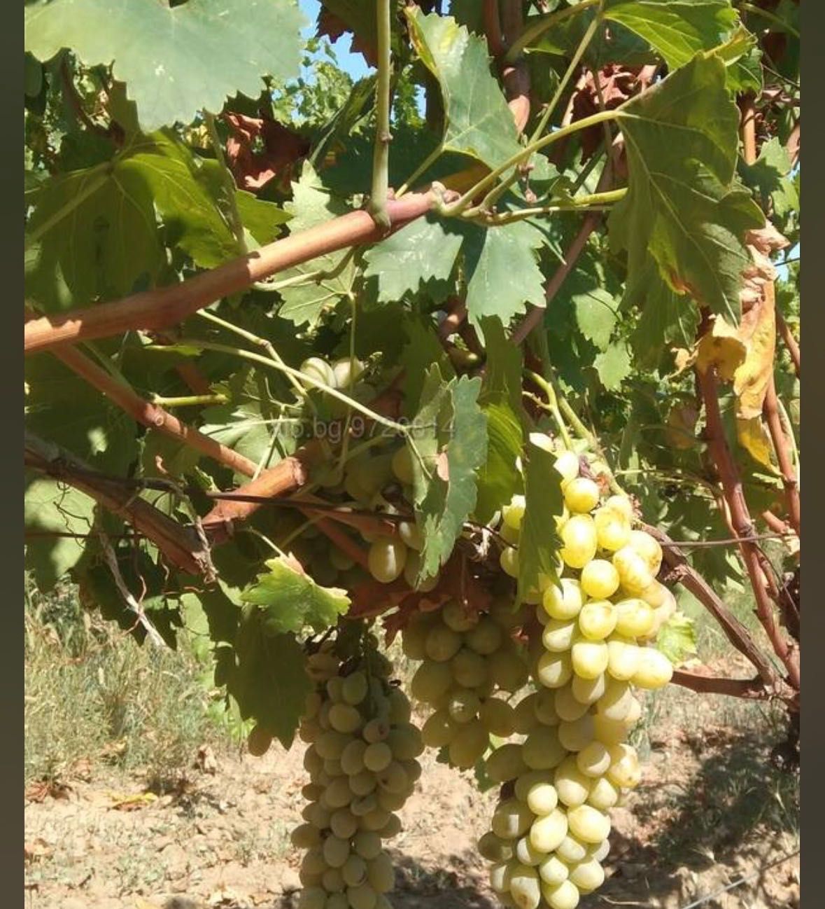 Парцел в Генерал Тошево - 900 кв.м за 5 €/кв.м - Снимка #1