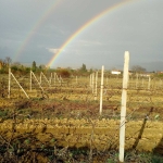 Земеделски имот в с. Карабунар, Област Пазарджик -  кв.м за 1581 €/дка - Снимка #1