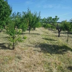 Земеделски имот в Видин, Химик -  кв.м за 4590 €/дка - Снимка #1