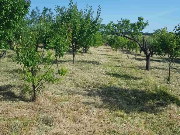 Земеделски имот в Видин, Химик -  кв.м за 4590 €/дка - Снимка #1