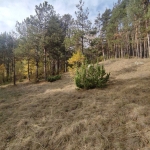 Земеделски имот в Велинград -  кв.м за 34560 €/дка - Снимка #1