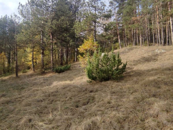 Земеделски имот в Велинград -  кв.м за 34560 €/дка - Снимка #1