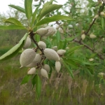 Земеделски имот в с. Слънчево, Област Варна -  кв.м за 3000 €/дка - Снимка #1