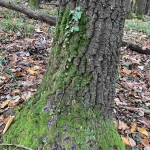 Земеделски имот в Горна Оряховица -  кв.м за 510 €/дка - Снимка #1