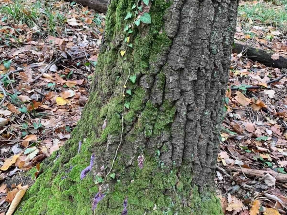 Земеделски имот в Горна Оряховица -  кв.м за 510 €/дка - Снимка #1