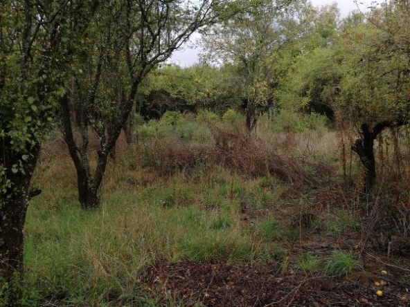 Парцел в с. Долна Диканя, Област Перник - 710 кв.м за 20 €/кв.м - Снимка #1