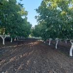 Земеделски имот в с. Планиница, Област Бургас -  кв.м за 7 €/дка - Снимка #1