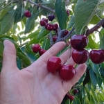 Земеделски имот в с. Черно море, Област Бургас -  кв.м за 265 €/дка - Снимка #1