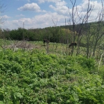 Парцел в с. Пелишат, Област Плевен - 1332 кв.м за 5 €/кв.м - Снимка #1