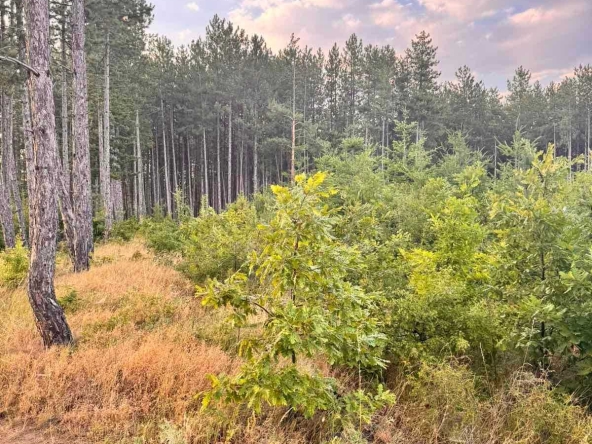 Парцел в Банкя - 2499 кв.м за 8 €/кв.м - Снимка #1