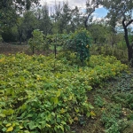 Парцел в Нови Искър - 1369 кв.м за 42 €/кв.м - Снимка #1