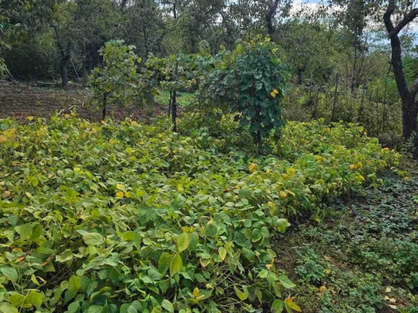 Парцел в Нови Искър - 1369 кв.м за 42 €/кв.м - Снимка #1