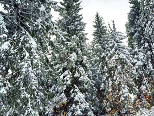 Парцел в с. Зорница, Област Смолян - 430 кв.м за 20 €/кв.м - Снимка #1