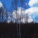 Земеделски имот в с. Мийковци, Област Велико Търново -  кв.м за 337 €/дка - Снимка #1