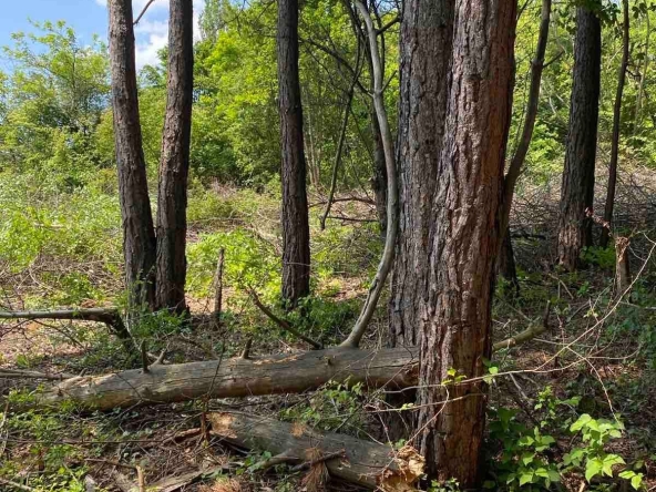 Парцел в София, в.з. Горна баня - 1747 кв.м за 67 €/кв.м - Снимка #1