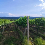 Земеделски имот в София, Челопечене -  кв.м за 2550 €/дка - Снимка #1