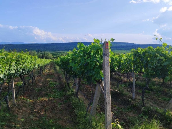 Земеделски имот в София, Челопечене -  кв.м за 2550 €/дка - Снимка #1