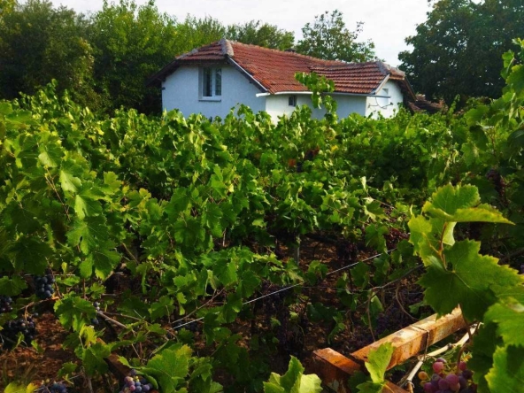 Къща в с. Нивянин, Област Враца - 60 кв.м за 216 €/кв.м - Снимка #1