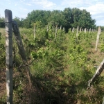 Парцел в с. Калояново, Област Пловдив - 3000 кв.м за 5 €/кв.м - Снимка #1