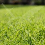 Парцел в с. Войводиново, Област Пловдив - 3000 кв.м за 36 €/кв.м - Снимка #1