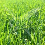 Парцел в Хисаря - 750 кв.м за 27 €/кв.м - Снимка #1