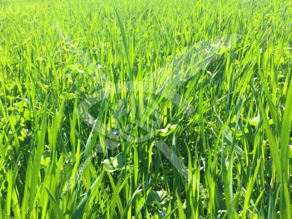 Парцел в Хисаря - 750 кв.м за 27 €/кв.м - Снимка #1