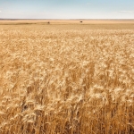 Земеделски имот в с. Люляково, Област Добрич -  кв.м за 1143 €/дка - Снимка #1