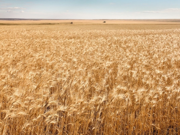 Земеделски имот в с. Люляково, Област Добрич -  кв.м за 1143 €/дка - Снимка #1