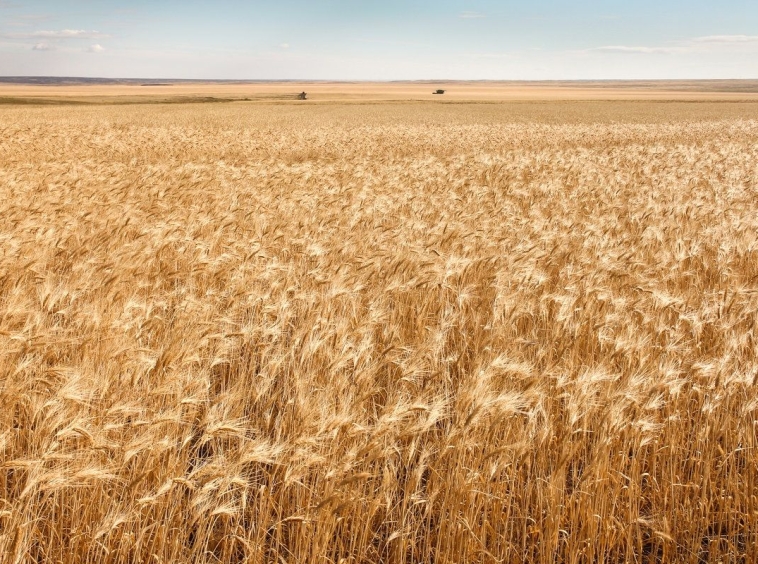 Земеделски имот в с. Люляково, Област Добрич -  кв.м за 1143 €/дка - Снимка #1