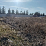 Парцел в с. Хераково, Област София-област - 1237 кв.м за 50 €/кв.м - Снимка #1