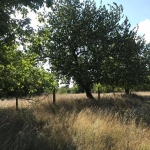 Парцел в с. Искър, Област Варна - 3215 кв.м за 4 €/кв.м - Снимка #1