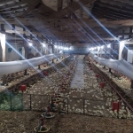 Промишлена сграда в Търговище, Въбел - 1200 кв.м за 289 €/кв.м - Снимка #1