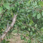 Земеделски имот в Любимец -  кв.м за 1 €/дка - Снимка #1