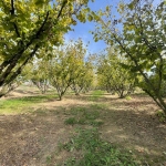 Земеделски имот в с. Драгоево, Област Шумен -  кв.м за 8 €/дка - Снимка #1