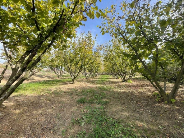 Земеделски имот в с. Драгоево, Област Шумен -  кв.м за 8 €/дка - Снимка #1